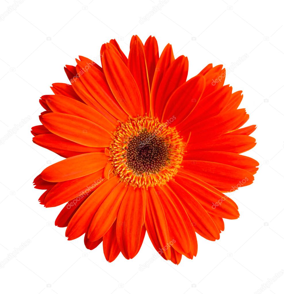 Red gerbera on a white isolated background