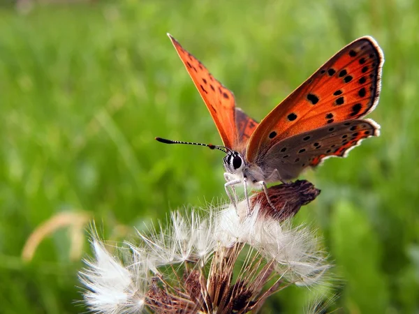 Borboleta em um dente-de-leão  . — Fotografia de Stock