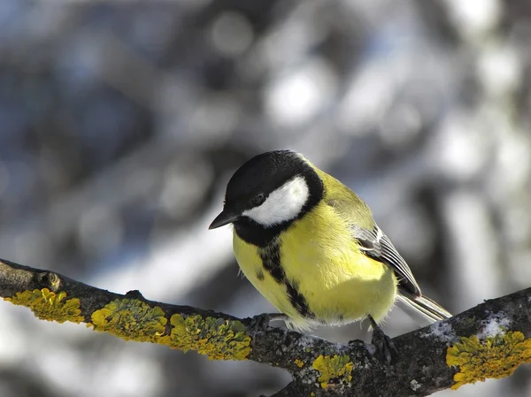 Chickadee Sentindo frio . — Fotografia de Stock