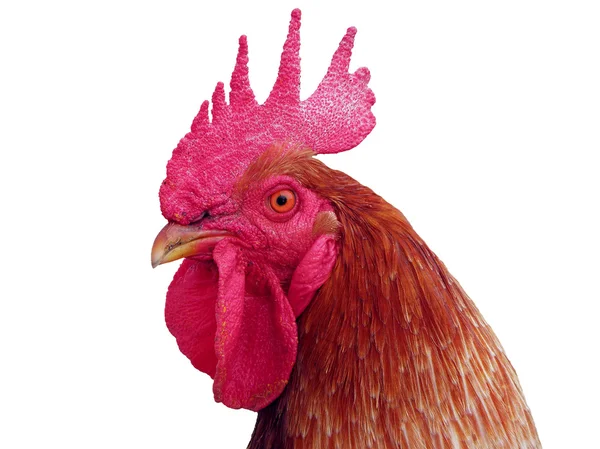 Red rooster. — Stock Photo, Image