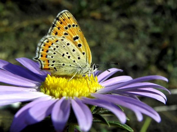 Papillon sur un aster . — Photo