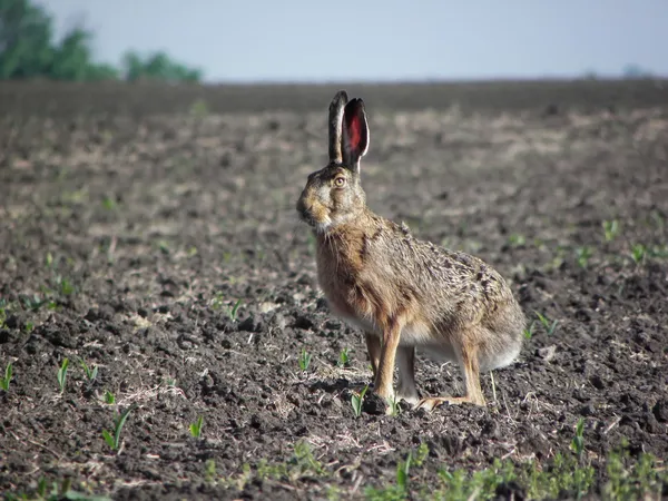 Tavşan tavşan. — Stok fotoğraf