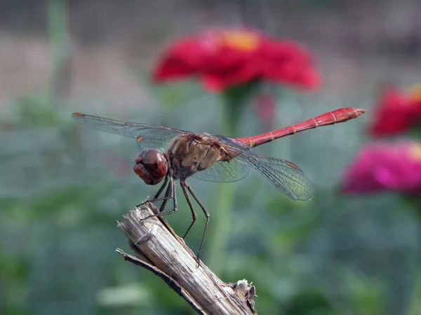 Dragonfly rusten. — Stockfoto