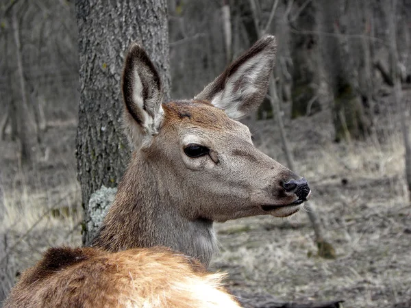 Peringatan rusa . — Stok Foto