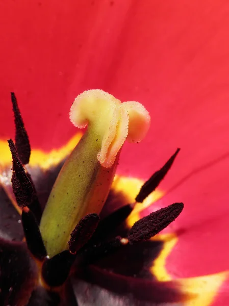 Detalle tulipán —  Fotos de Stock