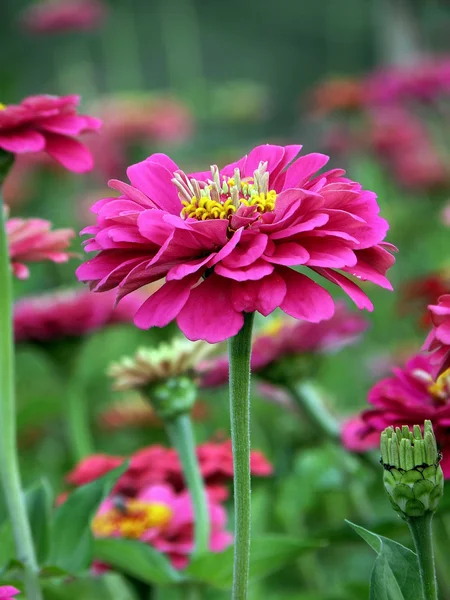 Zinnia blommor, vackra blommor. — Stockfoto