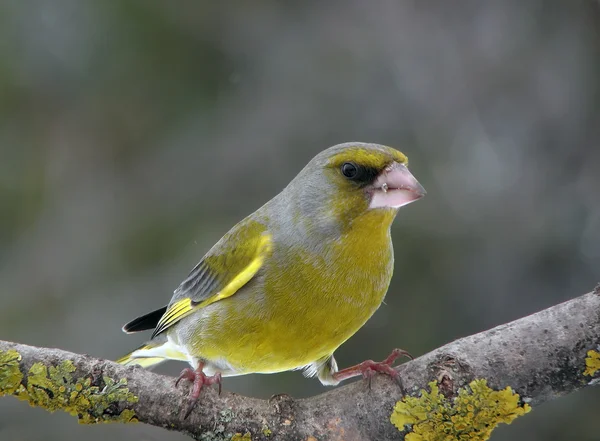 Greenfinch. — Stock Photo, Image