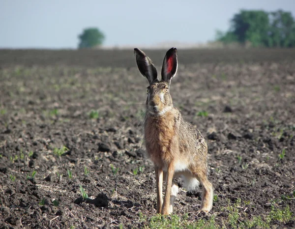 Rabbit. — Stock Photo, Image