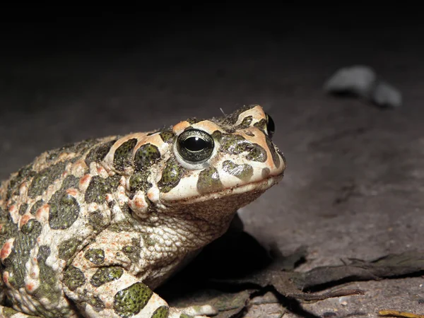 Groene pad in het donker. — Stockfoto