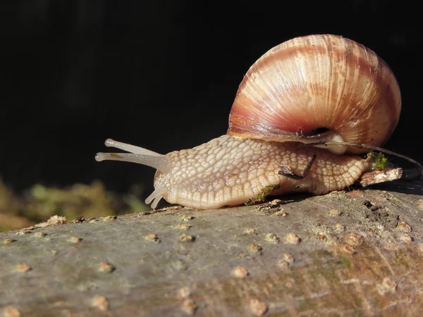 Snail race — Stock Photo, Image