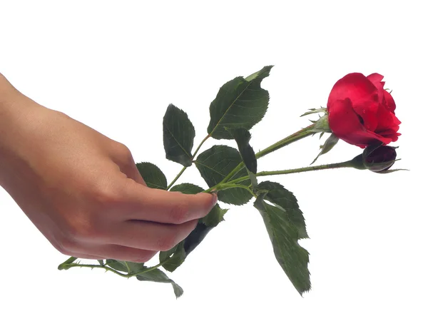 A single rose. — Stock Photo, Image