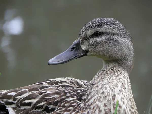Mallard drake, duck — Stock Photo, Image