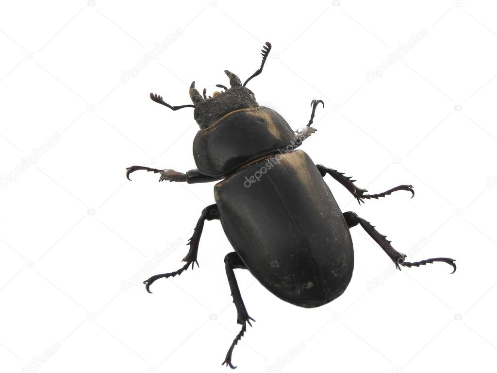 Stag Beetle.