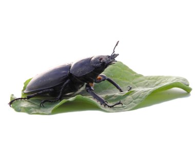 Stag beetle.