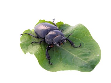 Stag beetle.