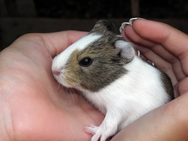 Hamster . — Fotografia de Stock