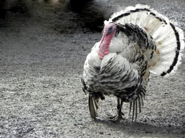 İşkembe.