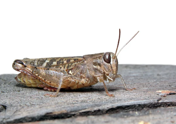 Gräshoppa. — Stockfoto