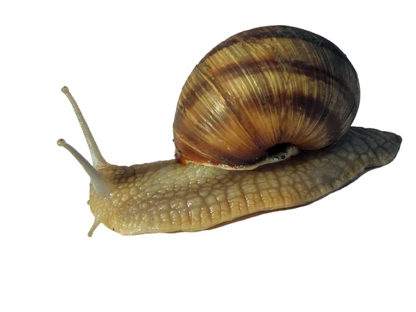 Snail. — Stock Photo, Image