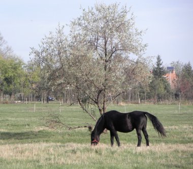 atlar.