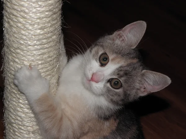 Gatos pequeños . — Foto de Stock