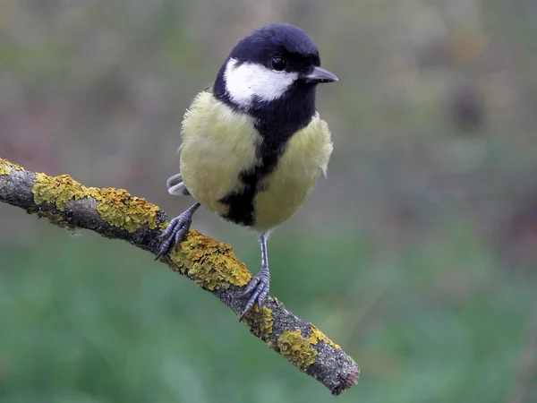 Chickadee köldkänsla — Stockfoto