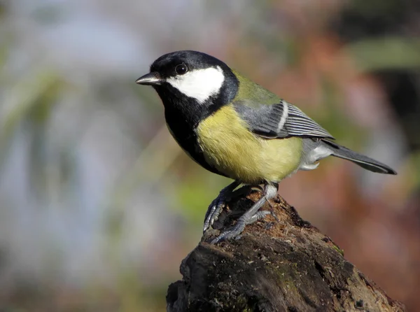 Chickadee köldkänsla — Stockfoto