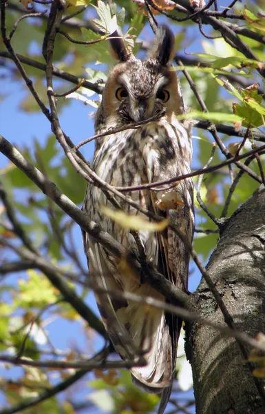 Long-eared owl. Stock Picture