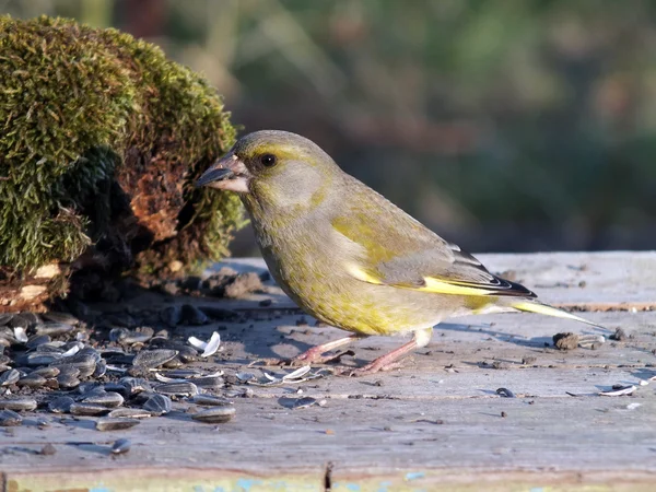 Greenfinch. — Stock Photo, Image