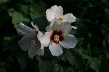 Shrub Mallow (Hibiscus syriacus) çalılık bahçe dekoratif bitkileri.