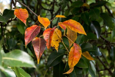 Armut ağacına sonbahar renklerinde saksı yaprakları.. 