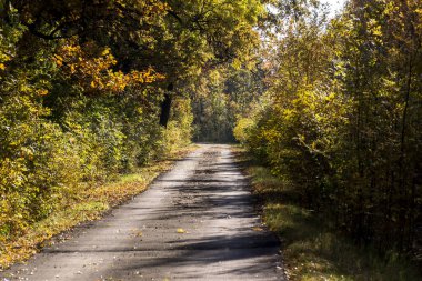 Sonbahar orman yolu rahatlatıcı bir manzaradır.. 