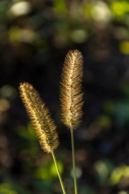 Timothy çim alanlar ot (Phleum pratensis).