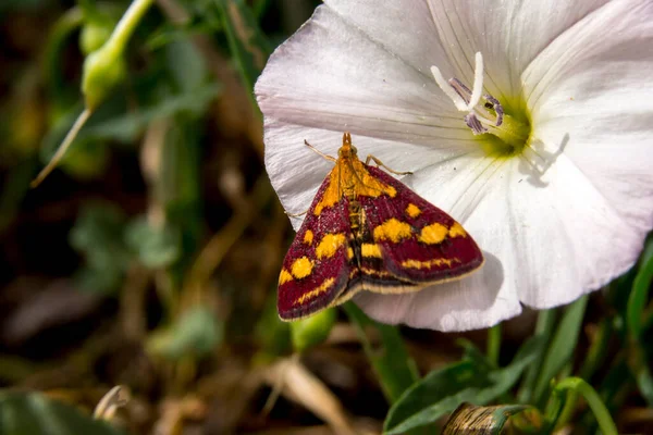Butterfly Cobweb Araschnia Levana Buttercup Prado — Fotografia de Stock