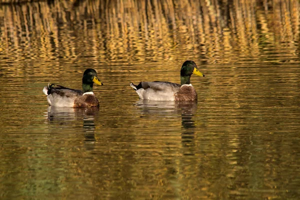 Πάπια Mallard Anas Platyrhynchos Κολυμπά Δίπλα Στα Καλάμια — Φωτογραφία Αρχείου