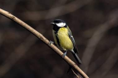 The great tit (Parus major) is a bird in fields, forests and farms. 