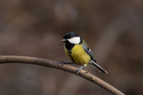 Great Tit Parus Major Bird Fields Forests Farms — 图库照片