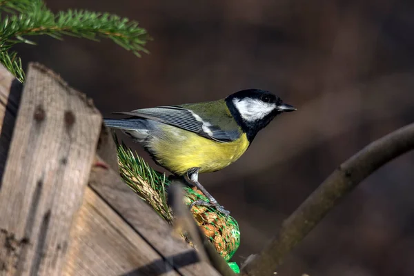 The great tit (Parus major) is a bird in fields, forests and farms.