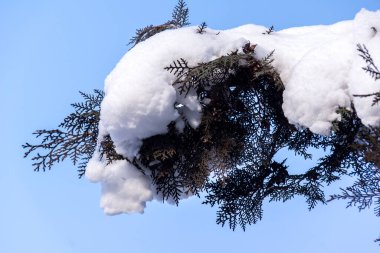Rime karlı ve yoğun kar altında ağaçlar.