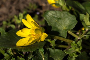Çayır Buttercup (tipik acris) çiçek çayırları sulak.