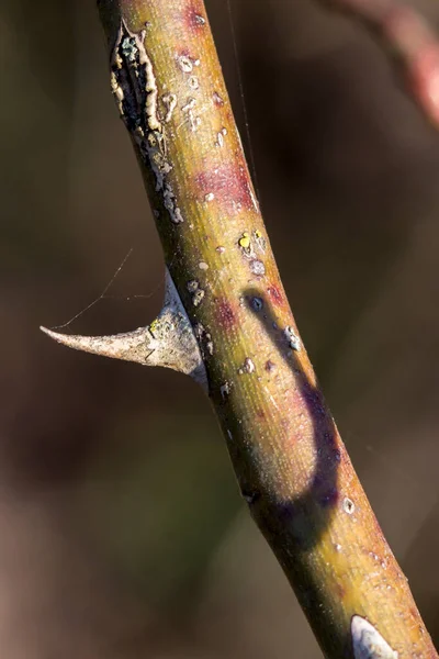 Prickly Thorns Stem Rose — Stock Photo, Image