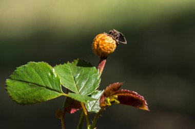 Rose hips yabani gül (Rosa Canina) çilek.