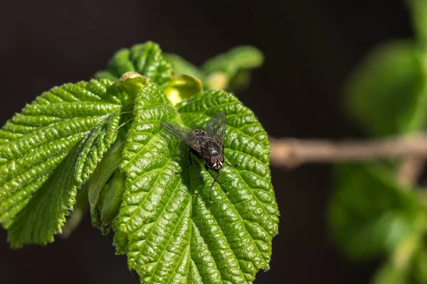 Fly Galanthus Plicatus Insect Fishing Wing Bug Outdoor Animal — Stock Photo, Image