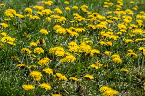 Gnocco Tarassaco Gnocco Taraxacum Officinale Giardino — Foto Stock