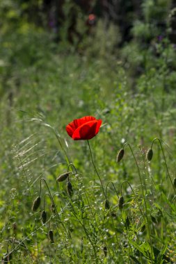 Yaz tarlalarında gelincik (Papaver rhoeas) çiçekleri.