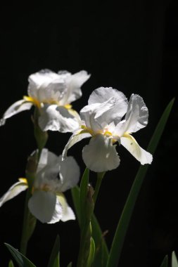 İris çiçeğindeki bahar bahçesi süsü..