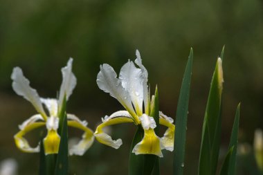 İris çiçeğindeki bahar bahçesi süsü..
