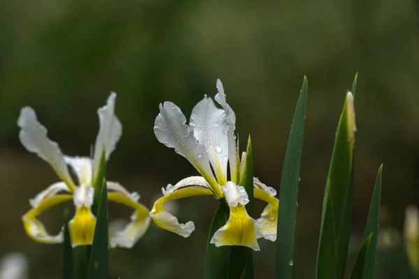 菖蒲の花の春の庭の飾り — ストック写真