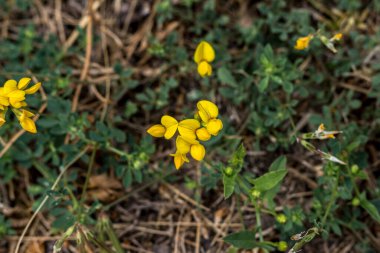Bahar pezevengi (Potentilla neumanniana) tarlada çiçek. 