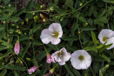 Bindweed (Convolvulus arvensis) sürünen bir ot tarlasıdır..